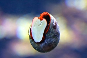 Red Foot Moon Snail Norrisia norrisi&nbsp;IMG_7601