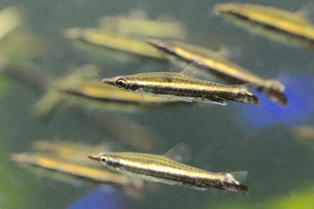 Diptail Pencilfish aka Brown Pencilfish 10286393965_fe0600ac47_b