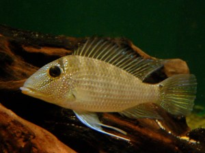 Earth eating cichlid 2975336785_c7f6e17516_o