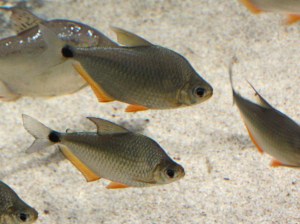 Silver Tetra 3178305677_8d30dc942d_b