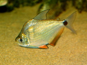 Silver tetra 3432696594_df6375f8e3_b