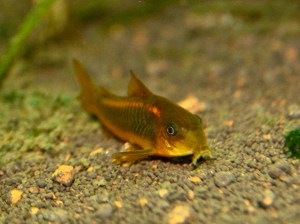 Orange Neon Corydoras  3703717946_731674ba1e_b