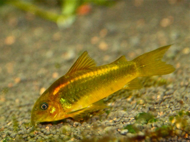 3708653872_45494f6831_o