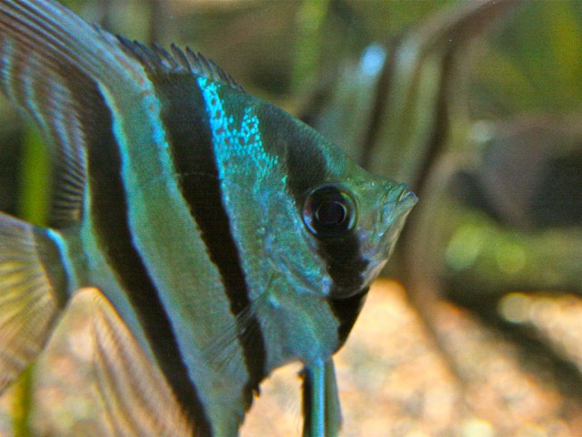 Altum Angelfish 3787890518_a572b4929f_b