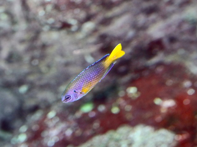 Goldbelly Damselfish 4770698270_7ccdac2124_b