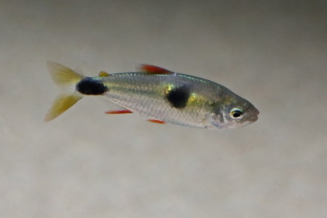 Bucktooth Tetra  8353979147_bb878d0337_o