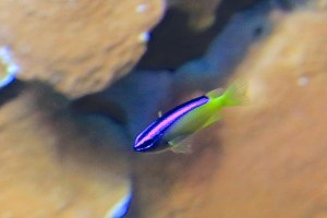 Blueline Demoiselle 9830778735_f97ed6010e_o