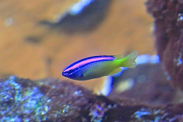 Blueline Demoiselle9830785676_ba56c0bdd1_o