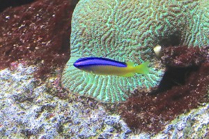 Blueline Demoiselle9830859273_beff64f995_k