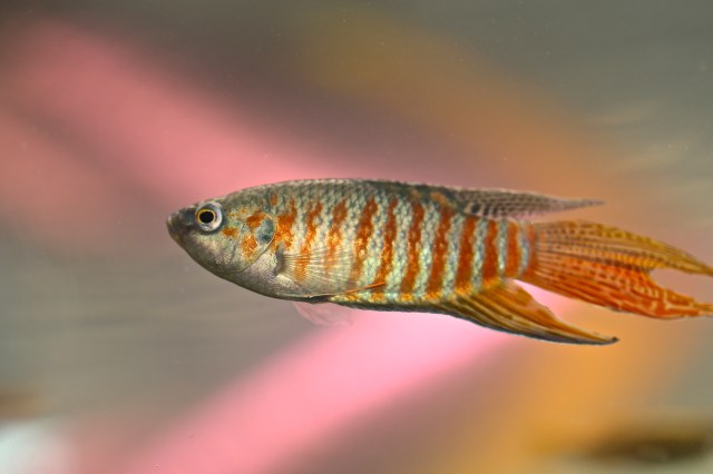 Paradisefish IMG_7999