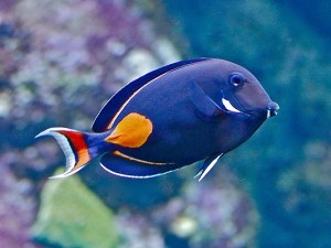 Acanthurus achilles 25142579144_b5bae8404c_o