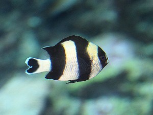 4436800067_8a0581806e_o