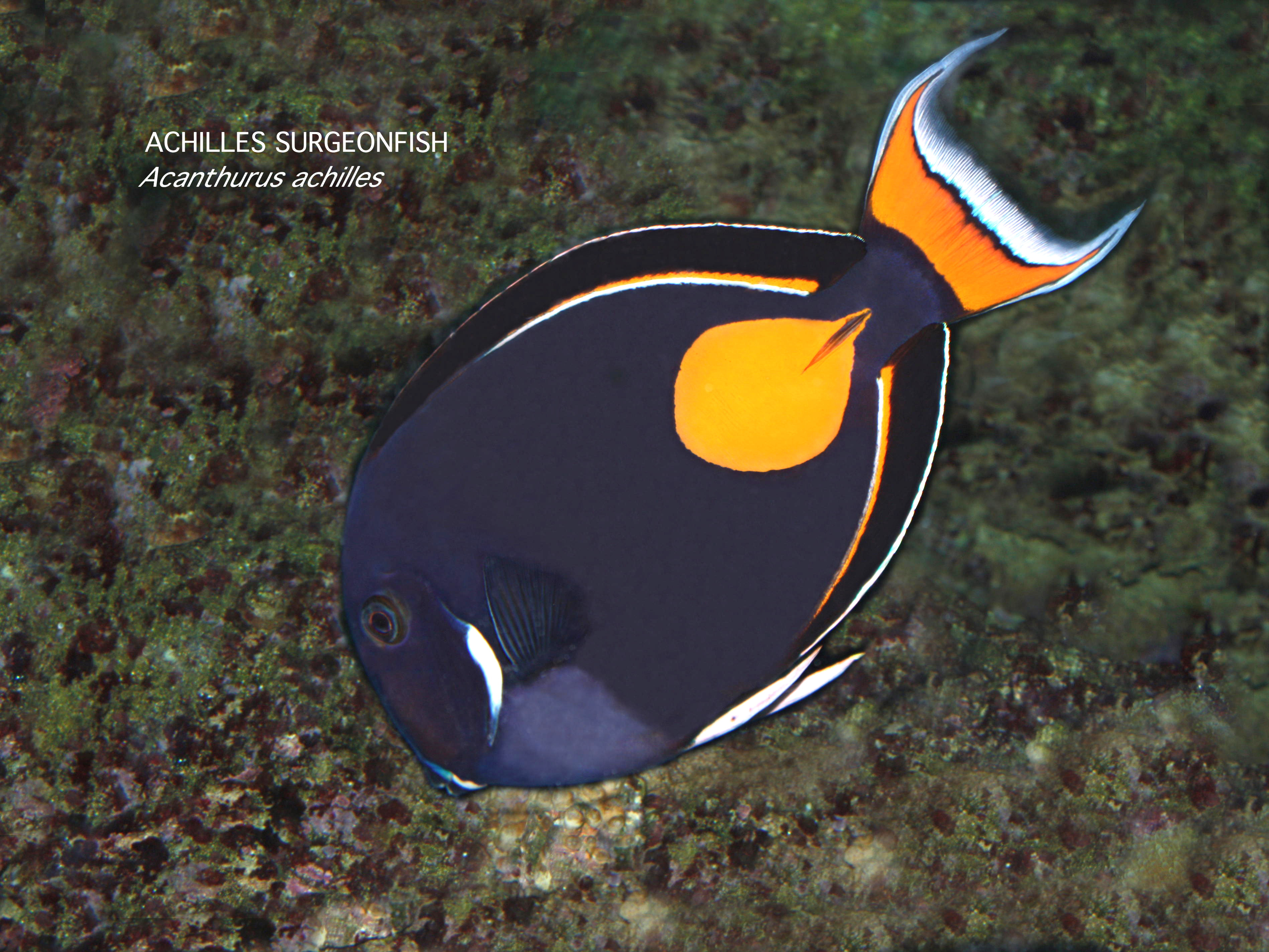 2-14-16 Achilles Surgeonfish From Ron’s Tropical Marine Series | Ron's ...