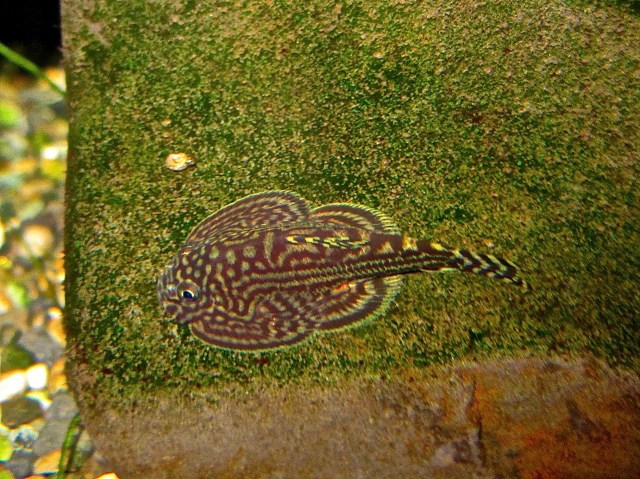 Hillstream Loach  IMG_0739