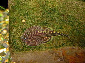 Hillstream Loach  IMG_0739