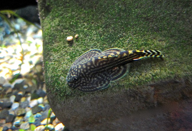 Hillstream Loach  IMG_0740