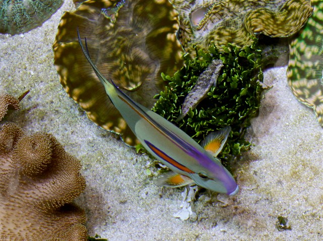 Orangeband Surgeonfish aka Orange Shoulder Tang IMG_6416
