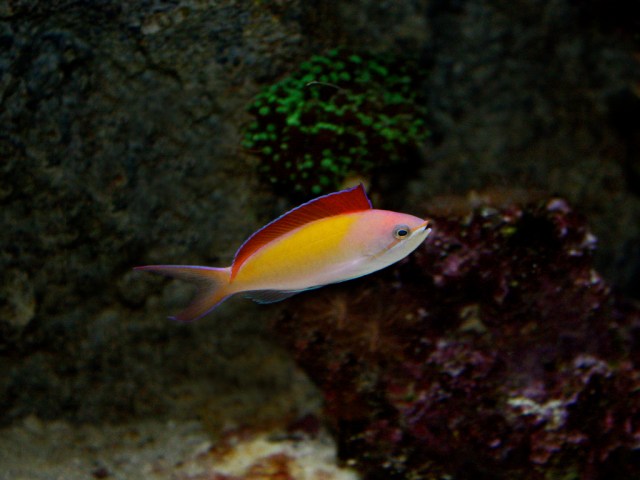 Peach Fairy Basslet aka Redfin Anthias 2989036131_c7b264ace3_b