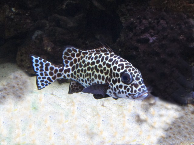 Spotted Sweetlips IMG_0501