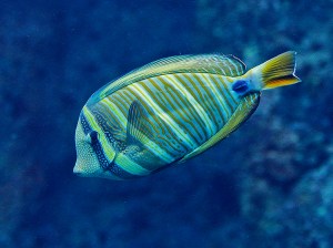 Pacific Sailfin tang4714776743_4d5d4776b8_b