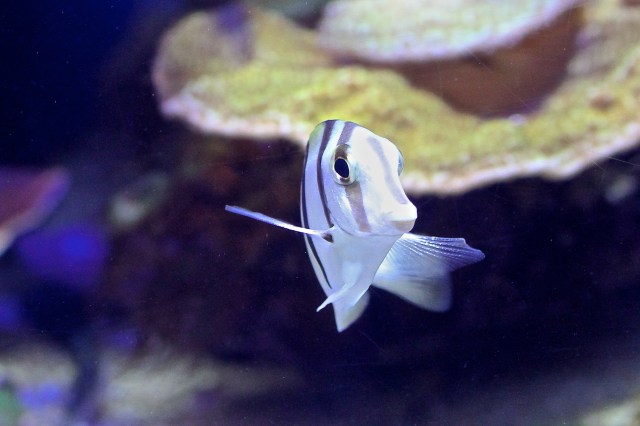 Convict surgeonfish 8156826256_a90f659c94_o