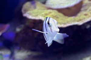 Convict surgeonfish 8156826256_a90f659c94_o