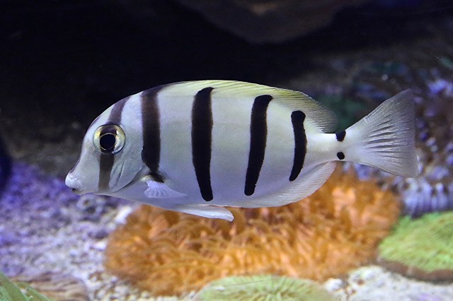 ConvictTang8358632069_43f1bc0004_k