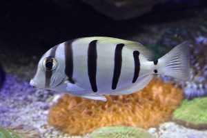 ConvictTang8358632069_43f1bc0004_k