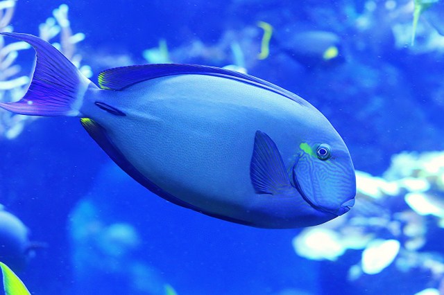 RingtailSurgeonfish8680230384_409ba2ee72_k