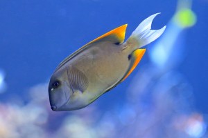 TominiTang8749715662_50d2f33b0e_k