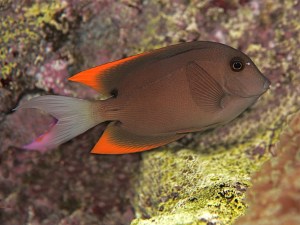 Acanthurus pyroferus (Acanthuridae)