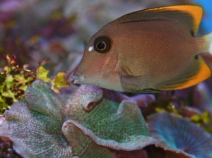 Acanthurus pyroferus (Acanthuridae)&nbsp;IMG_0497