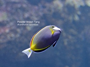 Powder Brown Tang Acanthurus&nbsp;japonicus
