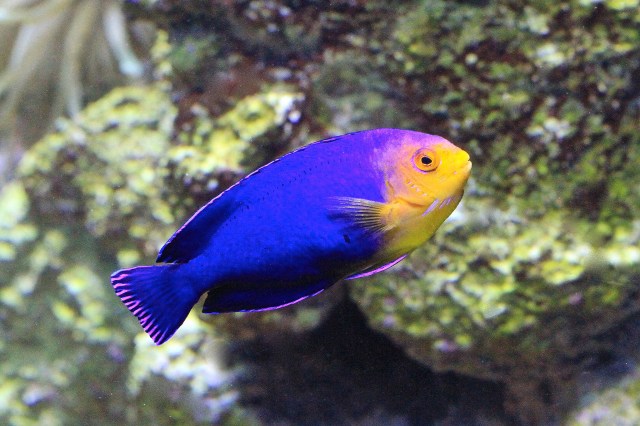 Cherubfish7086483839_ef280bfe0f_k