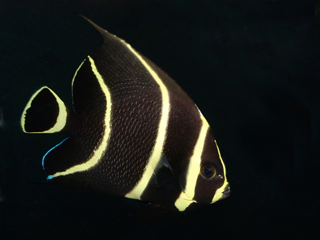 French Angelfish