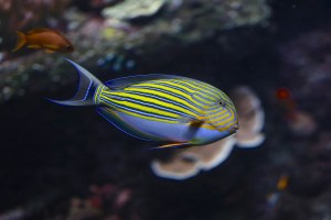 Lined Surgeonfish Acanthurus lineatus 8624034686_90d26c8326_o