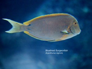 Bluelined Surgeonfish IMG_6575