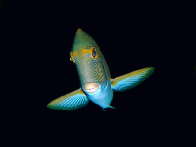 EYESTRIPE SURGEONFISH Acanthurus dussumieri