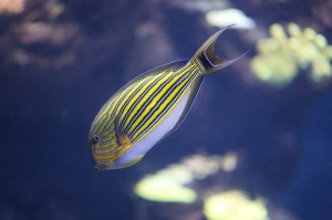Lined Surgeonfish Acanthurus&nbsp;lineatus