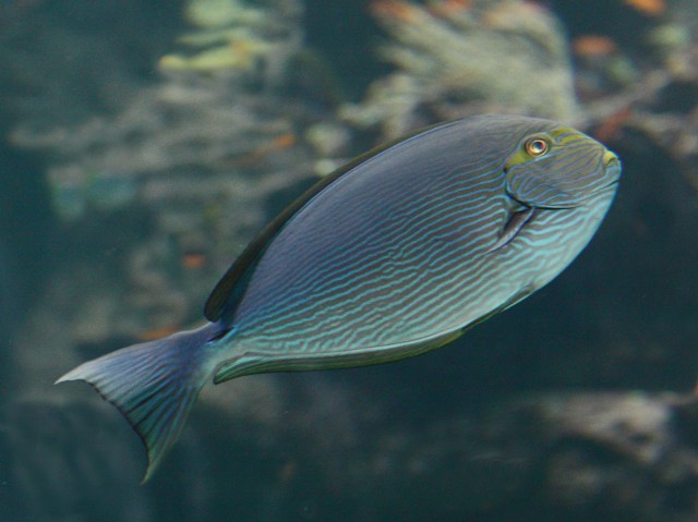 Mata Tang Acanthurus mata (Acanthuridae) RJD_IMG_0 IMG_0726