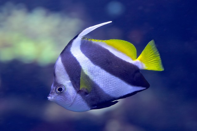 Bannerfish14986703505_d27a215a05_k