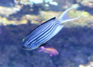 Genicanthus lamarck 25852806440_d352c49ff6_k