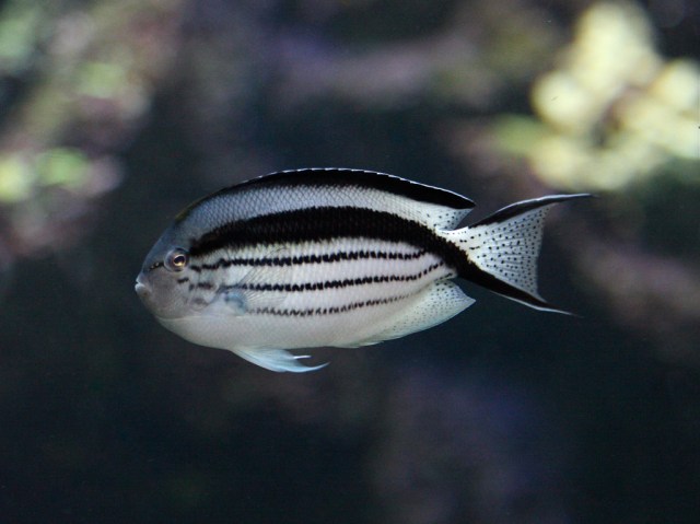 Genicanthus lamarck 3193591354_41bdf27969_b