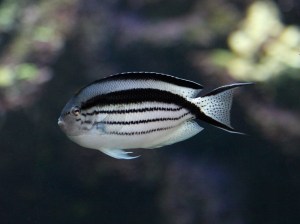 Genicanthus lamarck 3193591354_41bdf27969_b