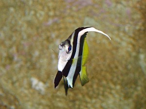 3266275817_271223e95d_o