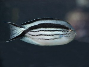 Blackstriped Angelfish (female) Genicanthus&nbsp;lamarck
