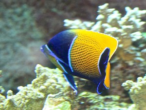Bluegirdled Angelfish Pomacanthus&nbsp;navarchus