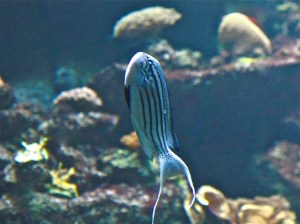 Blackstriped Angelfish (male) Genicanthus lamarck&nbsp;IMG_1221