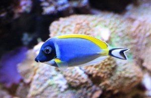 Acanthurus leucosternon 13140534045_d29f009b4f_b