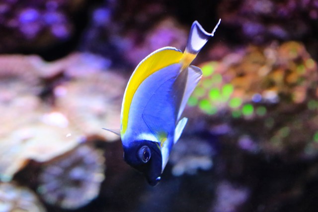 Acanthurus leucosternon13140818894_48010cf40c_b